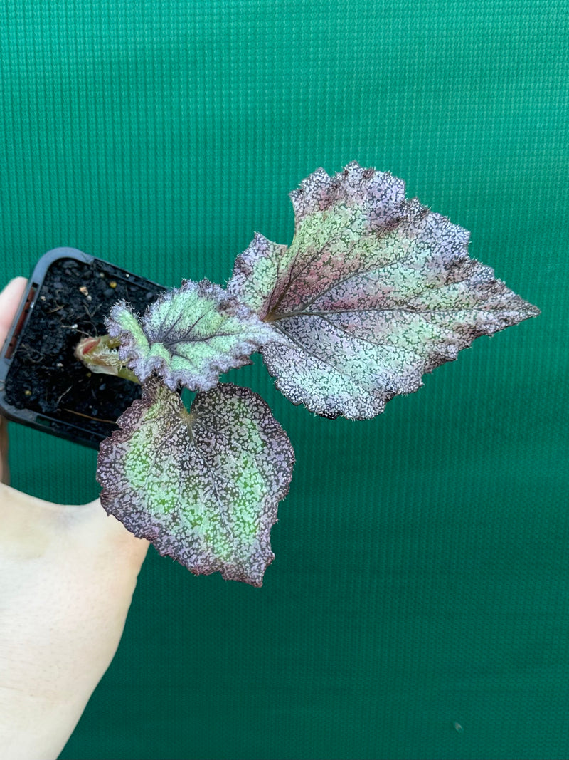 Begonia NOID 59 NEW