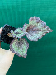 Begonia NOID 59 NEW