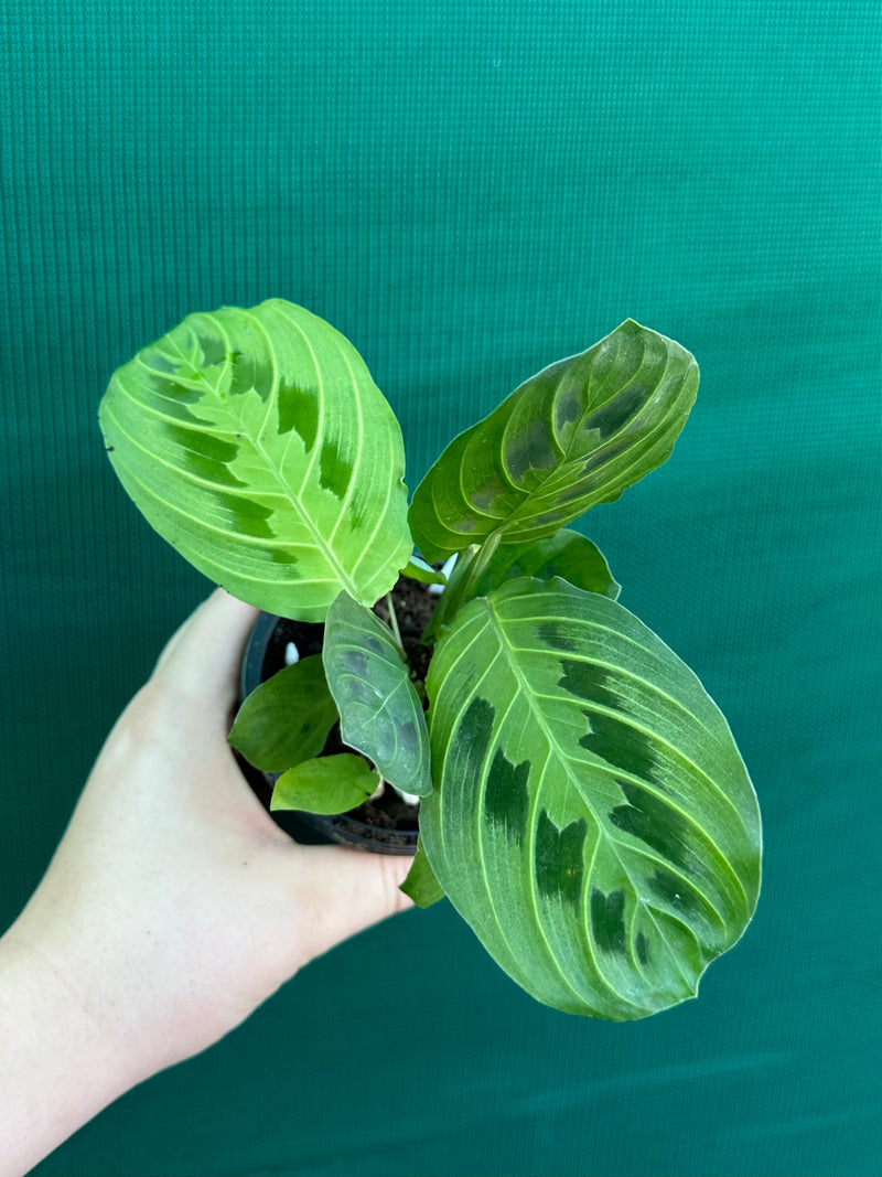 Maranta ‘Lemon Lime’