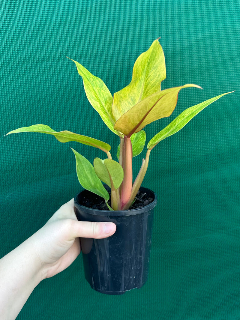 Philodendron ‘Orange Marmalade’ NEW