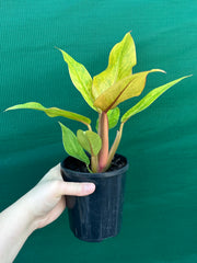 Philodendron ‘Orange Marmalade’ NEW