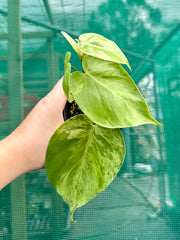 Philodendron Heart-leaf Variegated