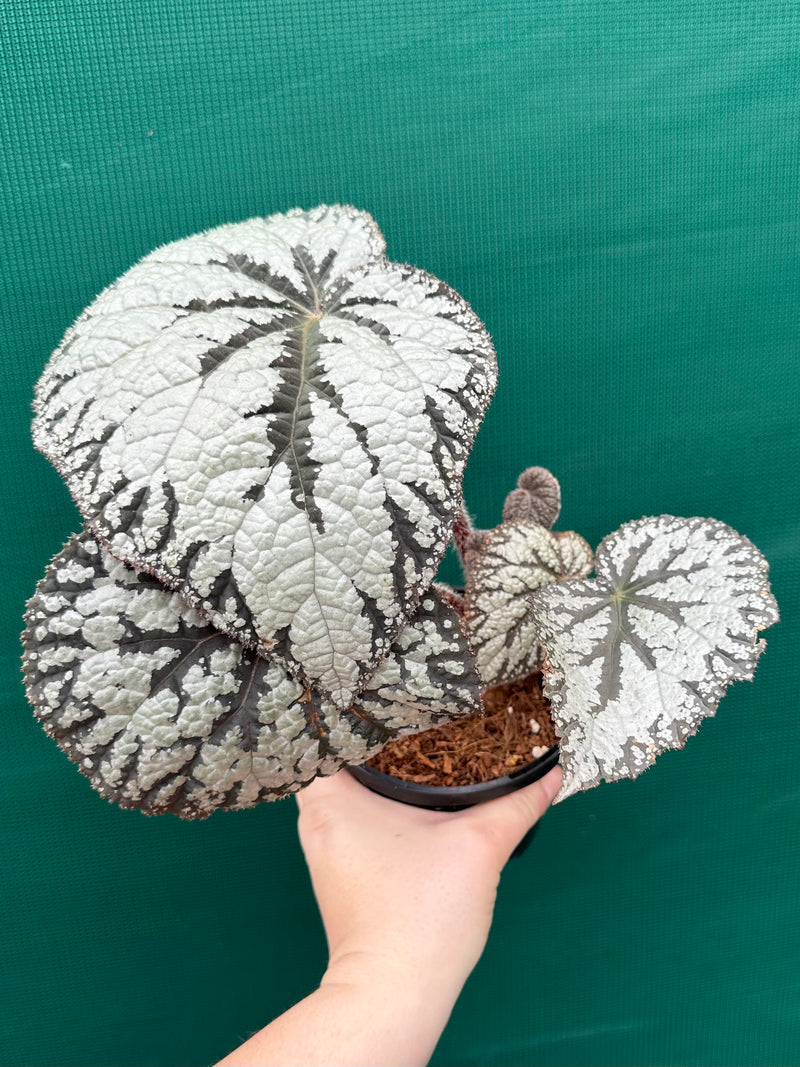Begonia ‘Polonaise’