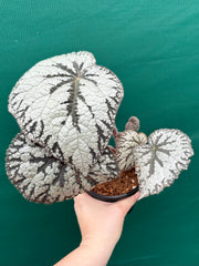 Begonia ‘Polonaise’