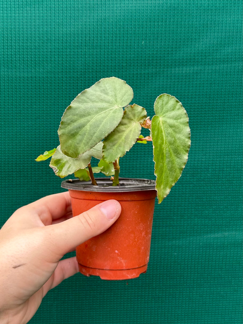 Begonia ‘Dietrichiana’