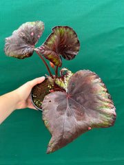 Begonia ‘Dr. Karissa’