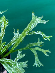 Asplenium Nidus variegata
