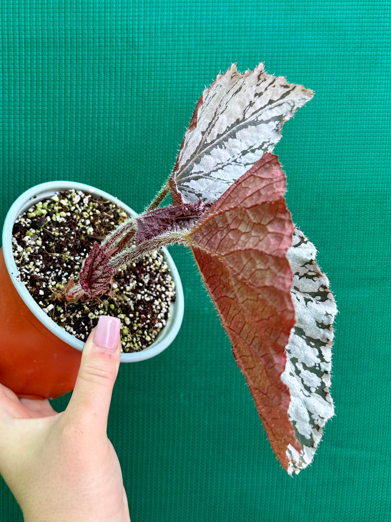 Begonia Rex ‘Silver White’