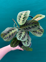 Maranta Leuconeura NEW