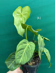Anthurium ‘Magnificum’ NEW