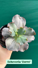 Echeveria ‘Zorro’