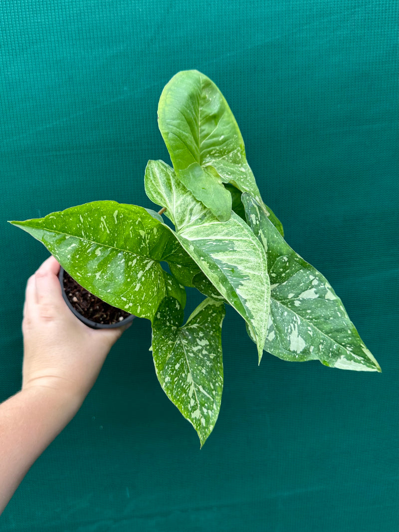 Syngonium 'Panda'