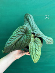 Anthurium luxurians x radicans