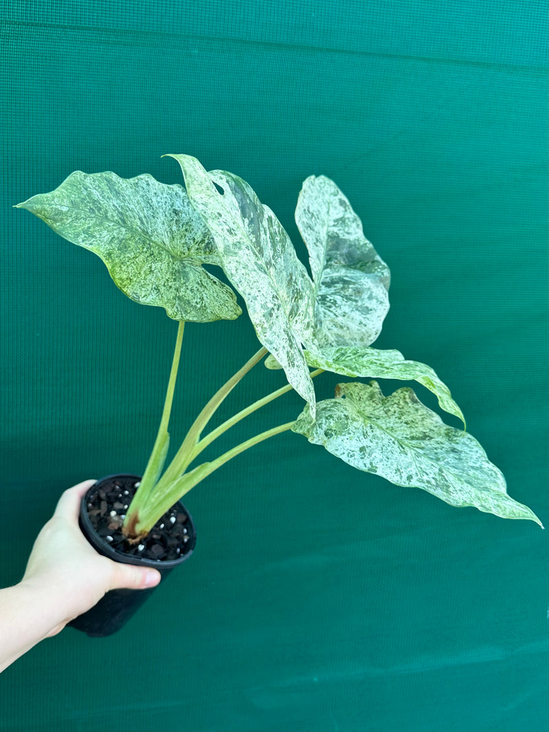 Alocasia odora batik ‘Splash’