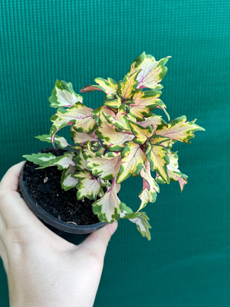 Coleus NOID 7