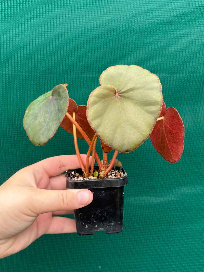 Begonia Lyman-Smithii