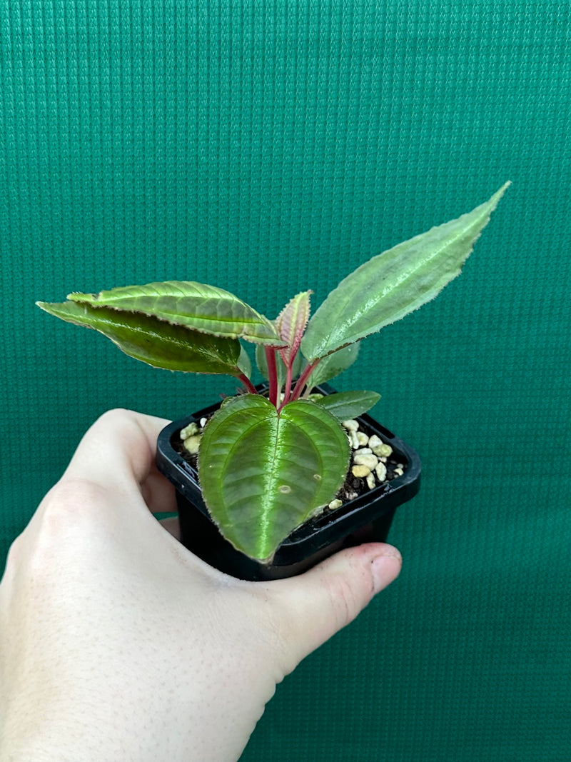 Monolena primuliflora NEW