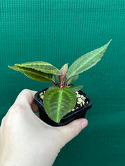 Monolena primuliflora NEW