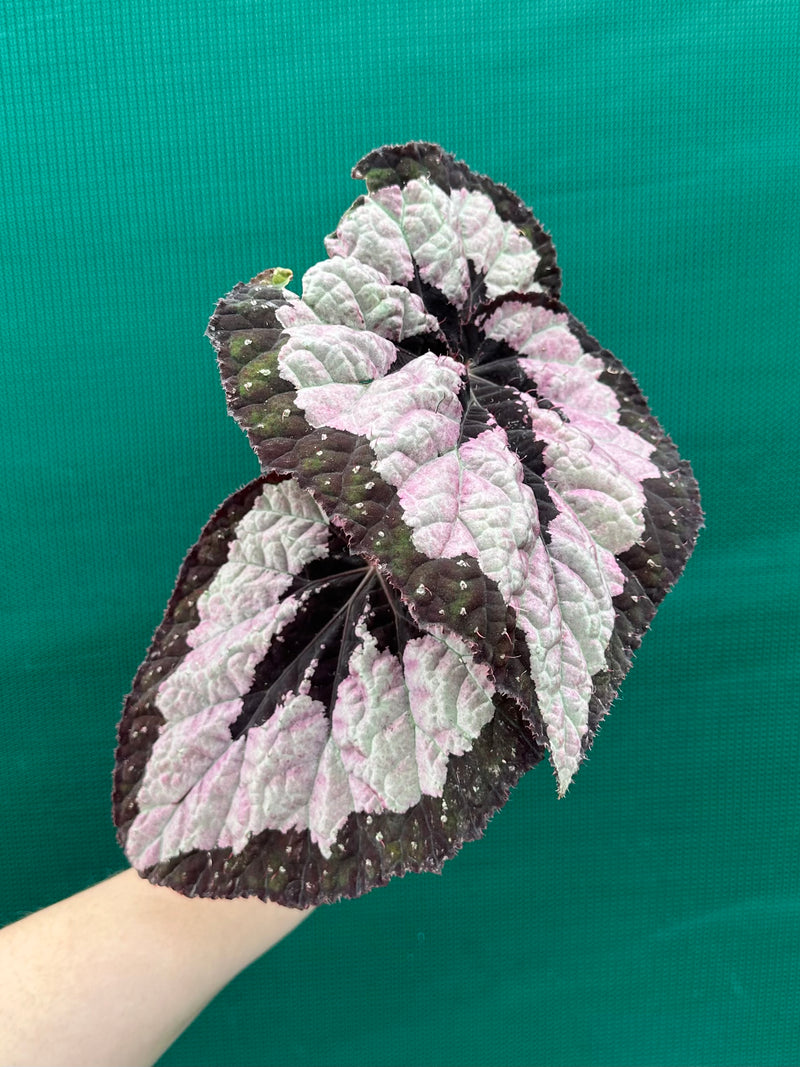 Begonia ‘Lively Ladd’