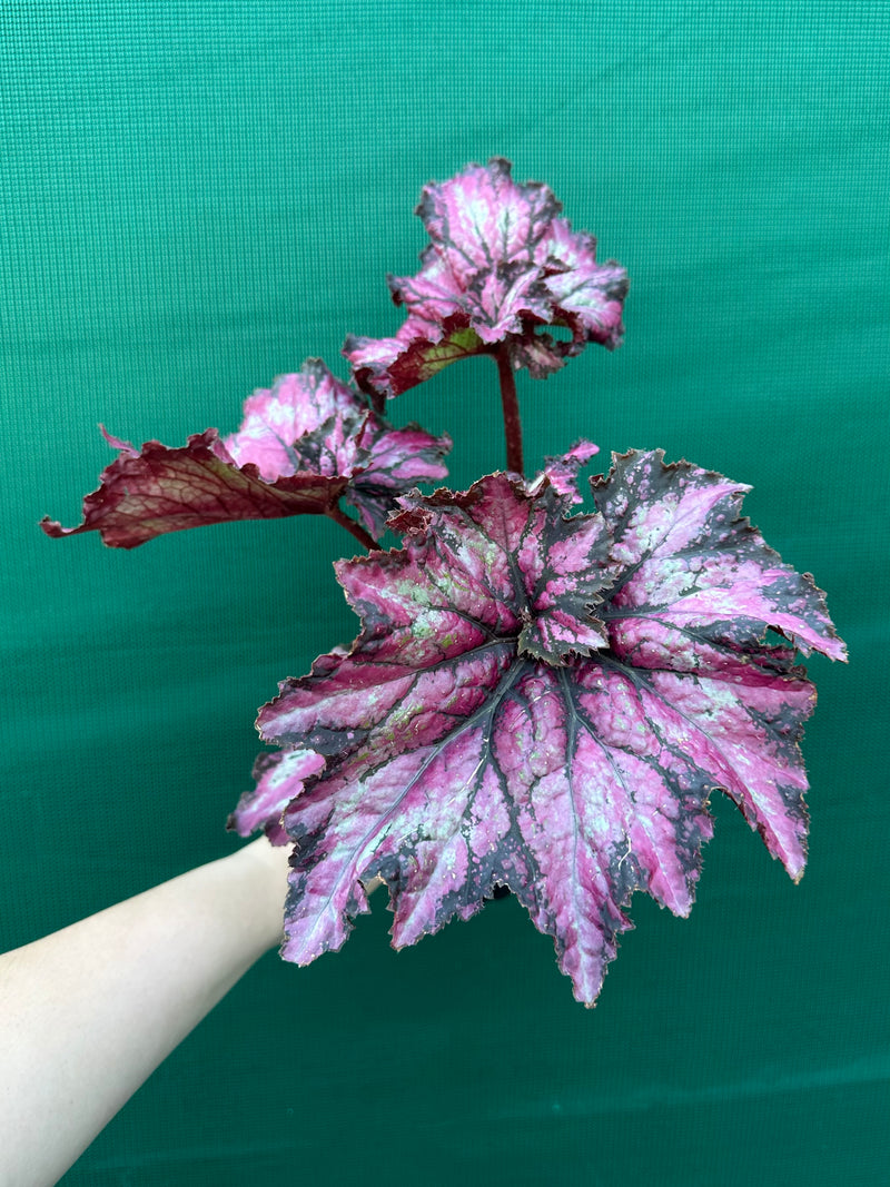 Begonia ‘Raspberry’