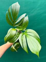 Epipremnum ‘Dragons Tail’