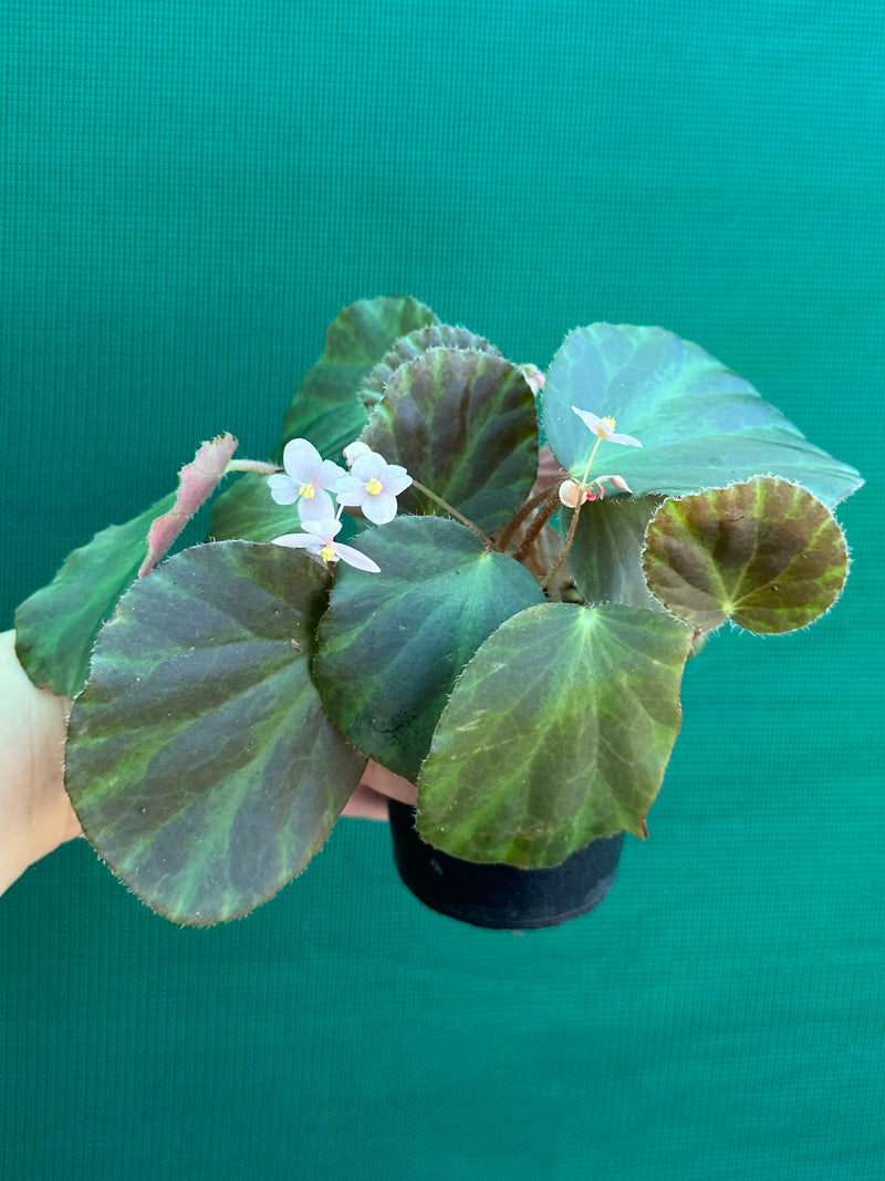 Begonia tagbanua variegated NEW