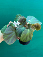 Begonia tagbanua variegated NEW