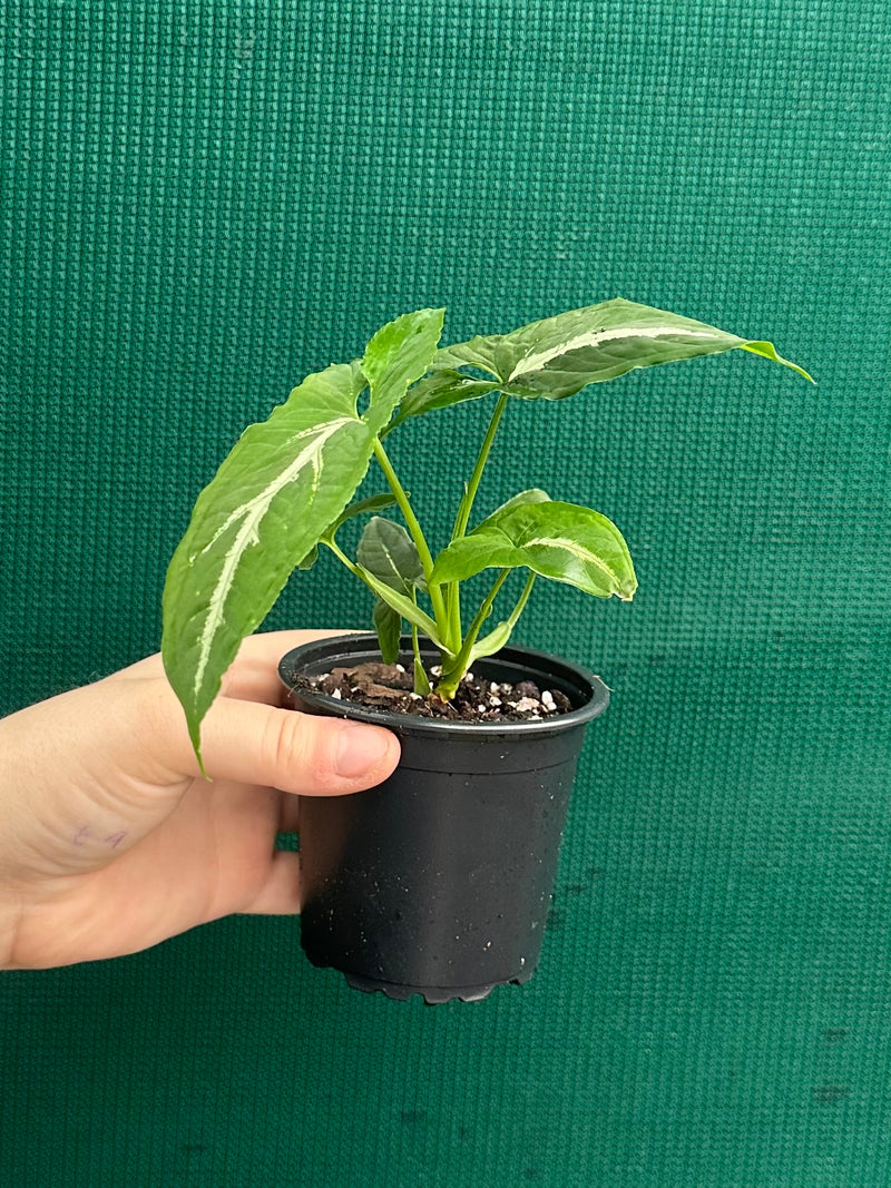 Syngonium ‘Wendlandii’