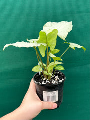 Syngonium ‘Moonlight’ NEW