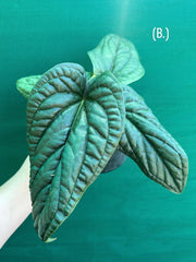 Anthurium luxurians x radicans