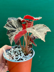 Begonia ‘Shilo’
