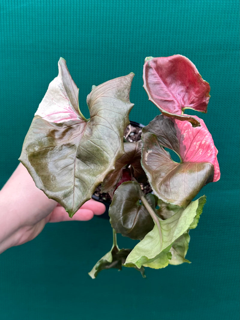 Syngonium 'Strawberry Ice’ NEW