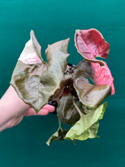 Syngonium 'Strawberry Ice’ NEW