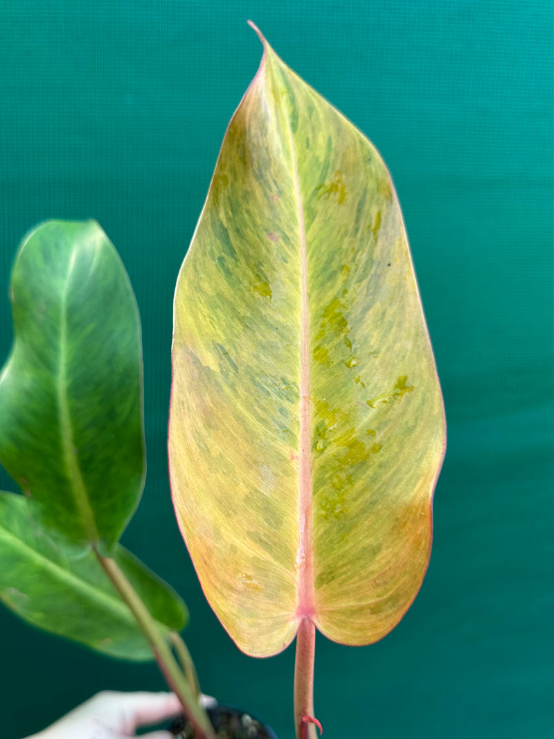 Philodendron ‘Autumn Queen’