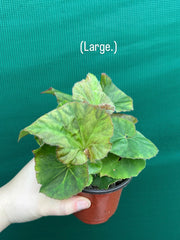 Begonia ‘Elsie Zilm’ NEW
