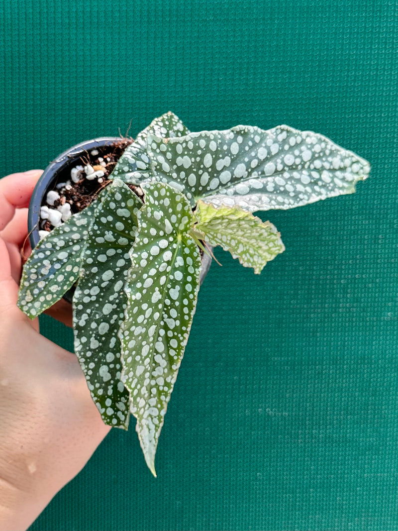 Begonia ‘White Ice’