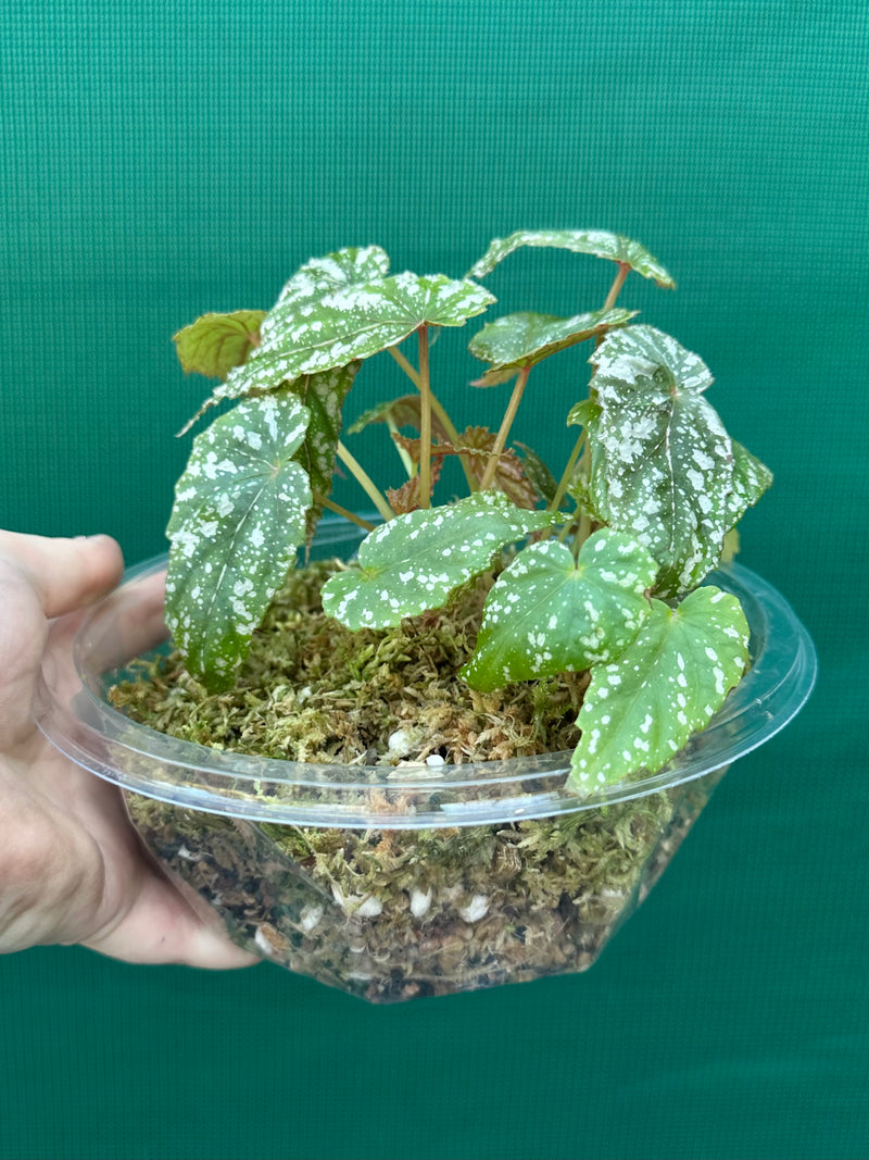 Begonia lukuana NEW