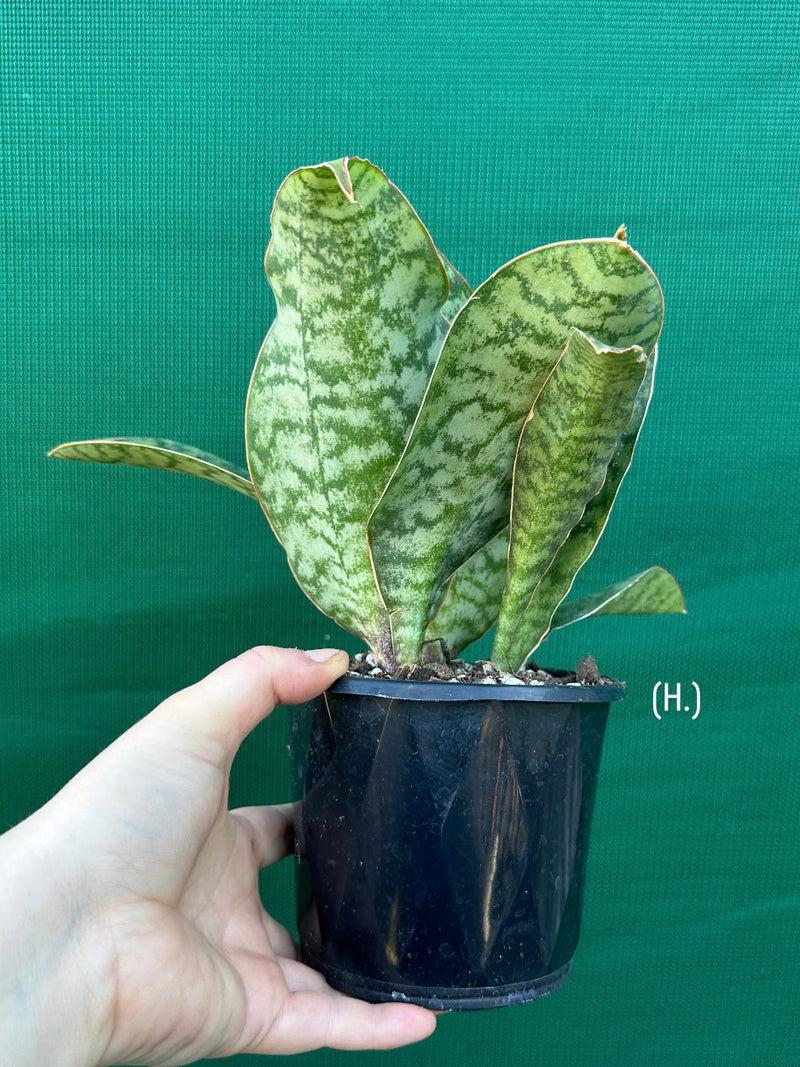 Sansevieria Masoniana ‘Mason’s Congo Paddle’ NEW