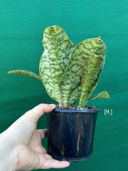 Sansevieria Masoniana ‘Mason’s Congo Paddle’ NEW