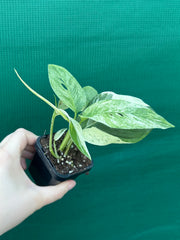 Monstera ‘Laniata      Variegata Mint’