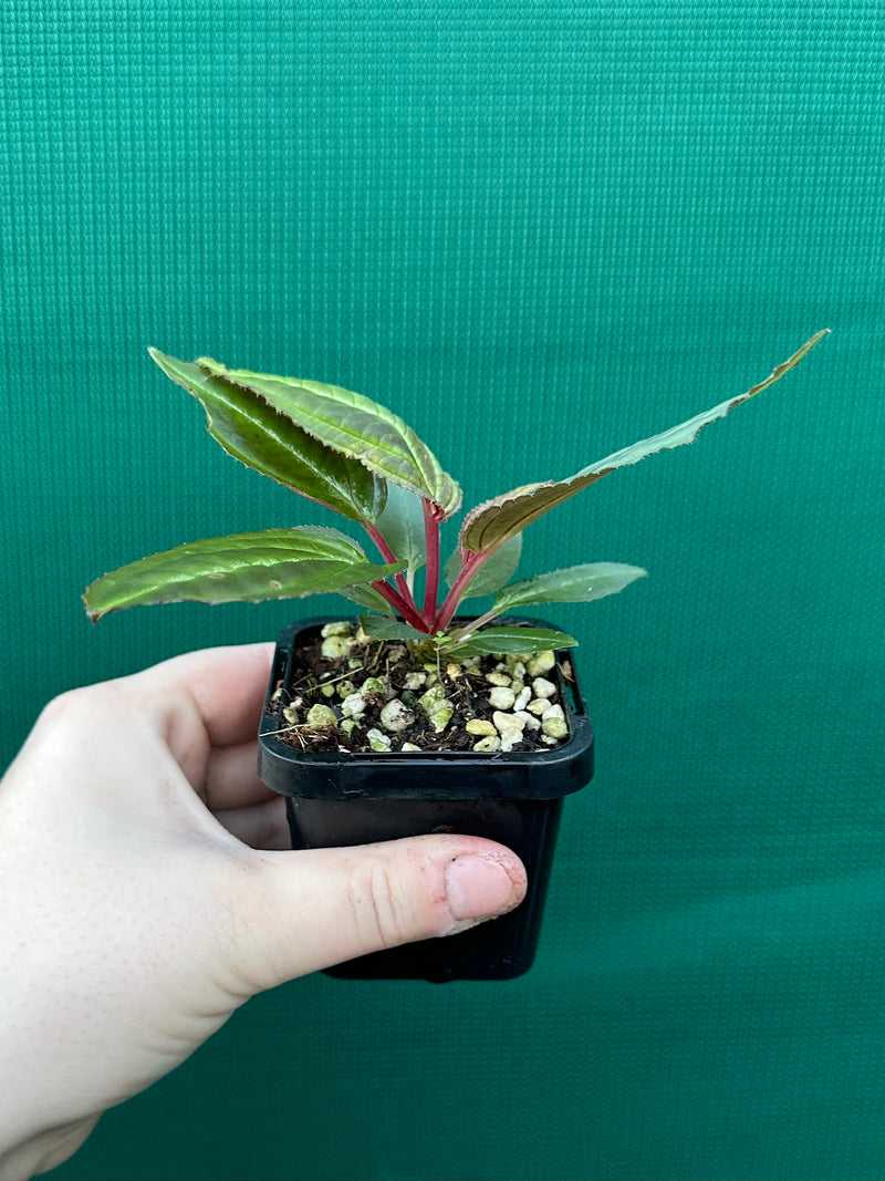 Monolena primuliflora NEW