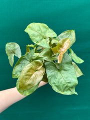 Syngonium 'Berry’