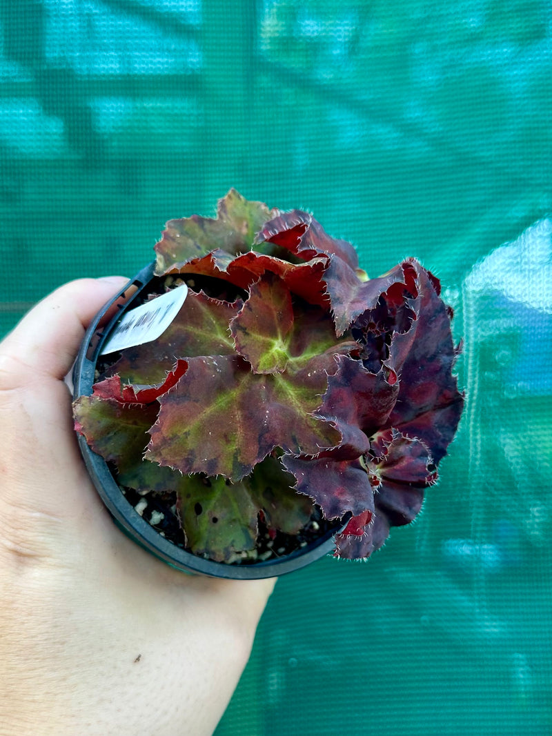 Begonia ‘Crimson Imperial’