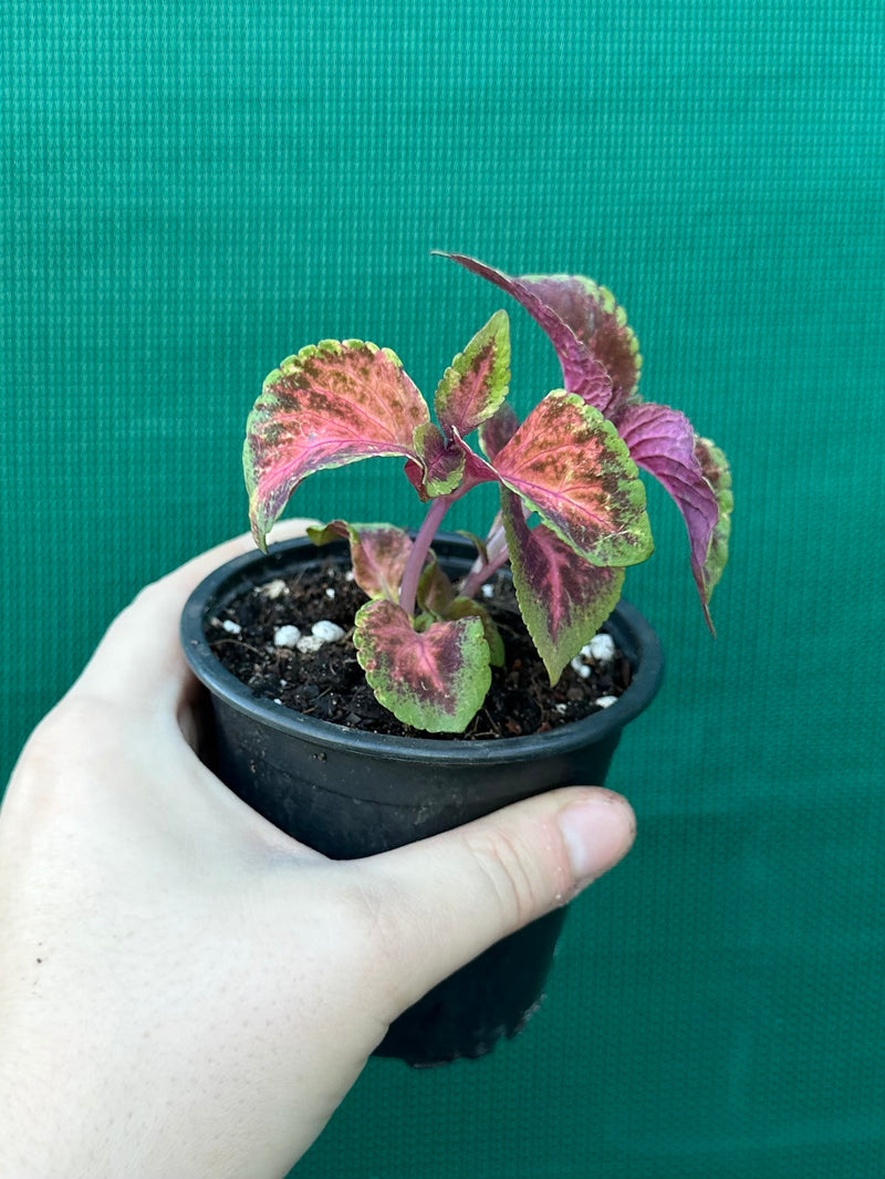 Coleus NOID 3