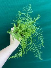 Pteris Fern Unknown 2