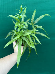 Pteris Fern Unknown