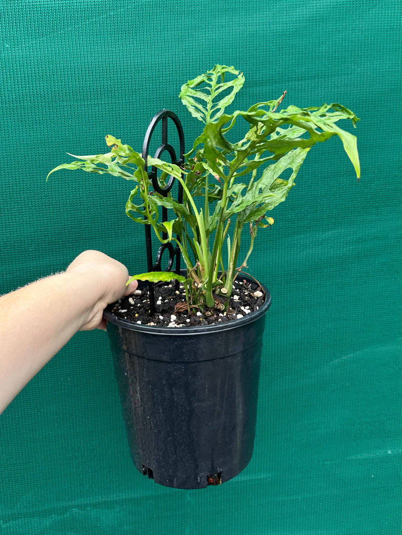 Monstera obliqua 'Peru'