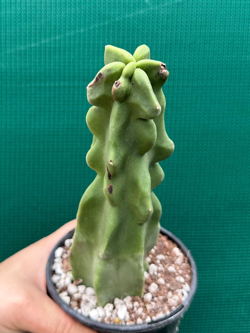 Pachycereus Schottii F. Monstrosus