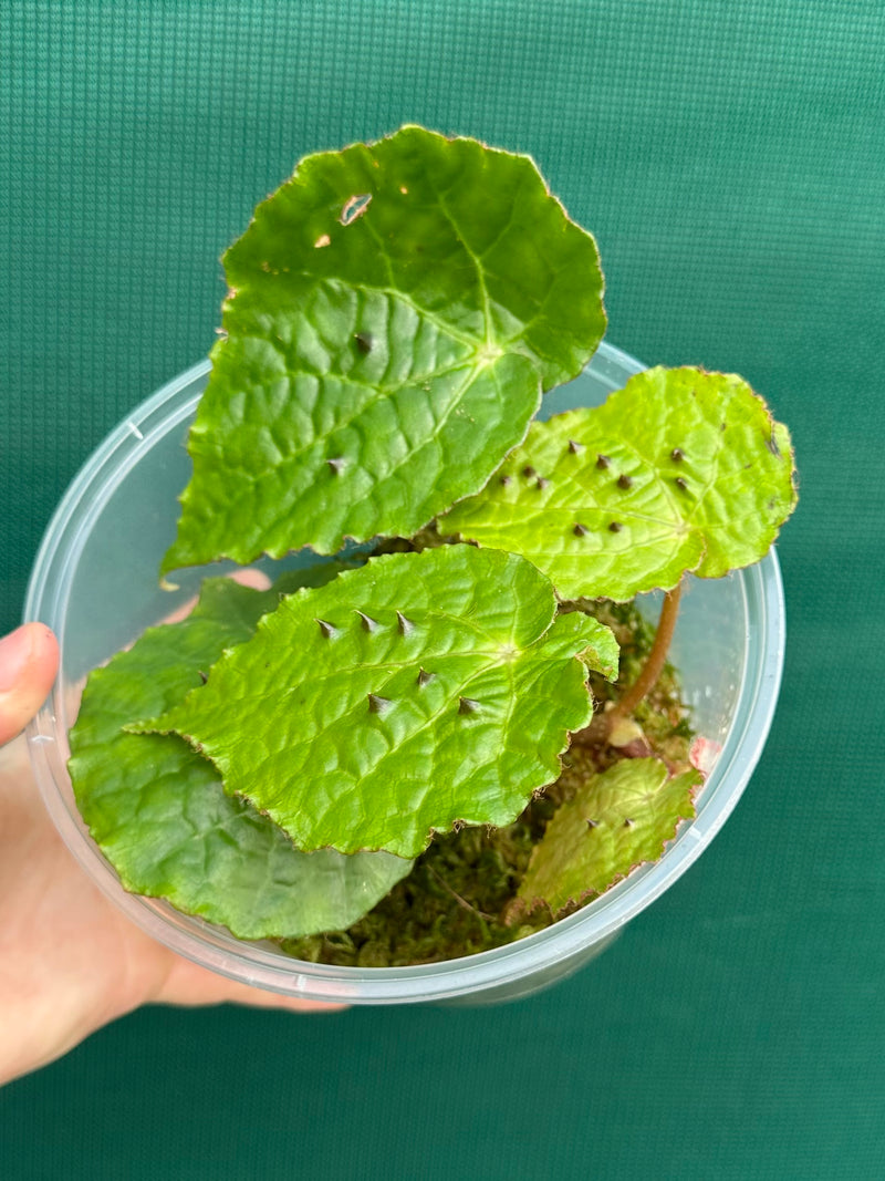 Begonia ferox