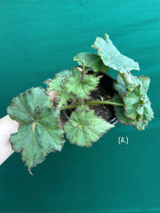 Begonia NOID 32